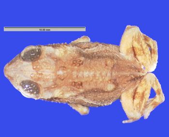 Media type: image; Herpetology A-3124